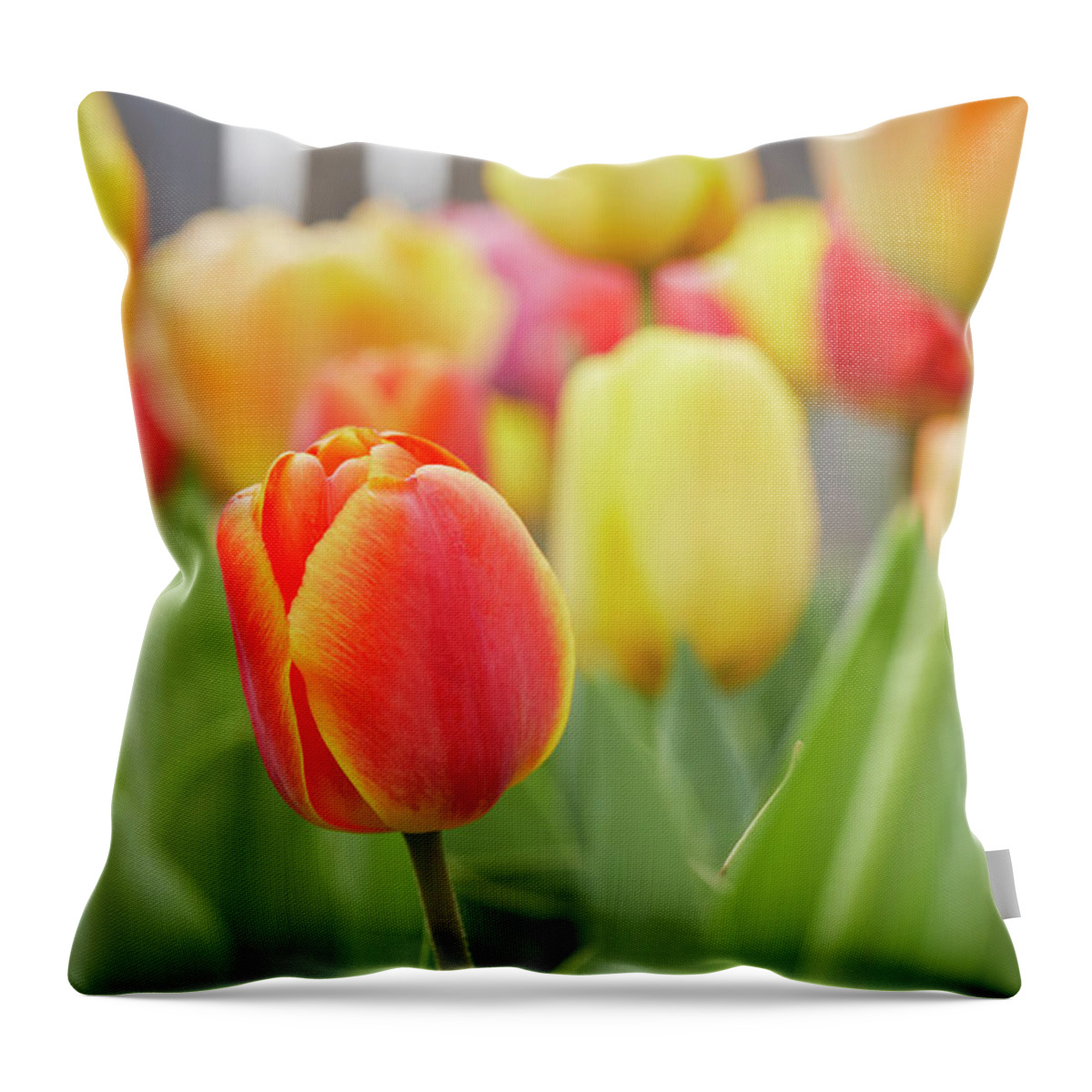 Garden Gate Throw Pillow featuring the photograph Tulips by Garden Gate magazine