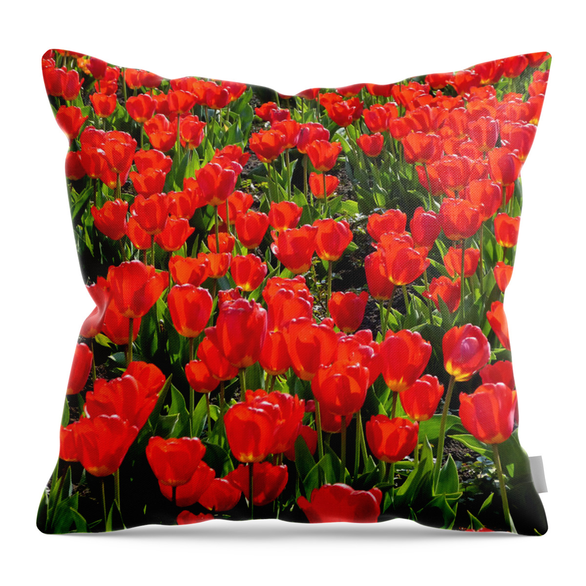 Tulips Throw Pillow featuring the photograph Tulips by Hartmut Knisel