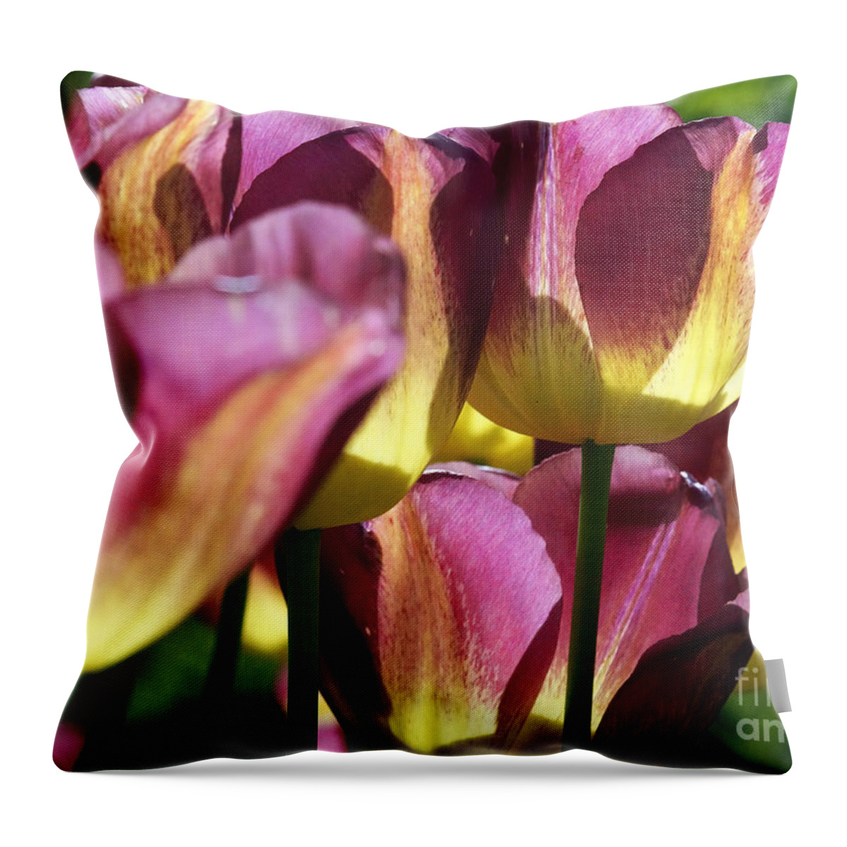 Flora Throw Pillow featuring the photograph Tulips In Backlight 1 by Rudi Prott