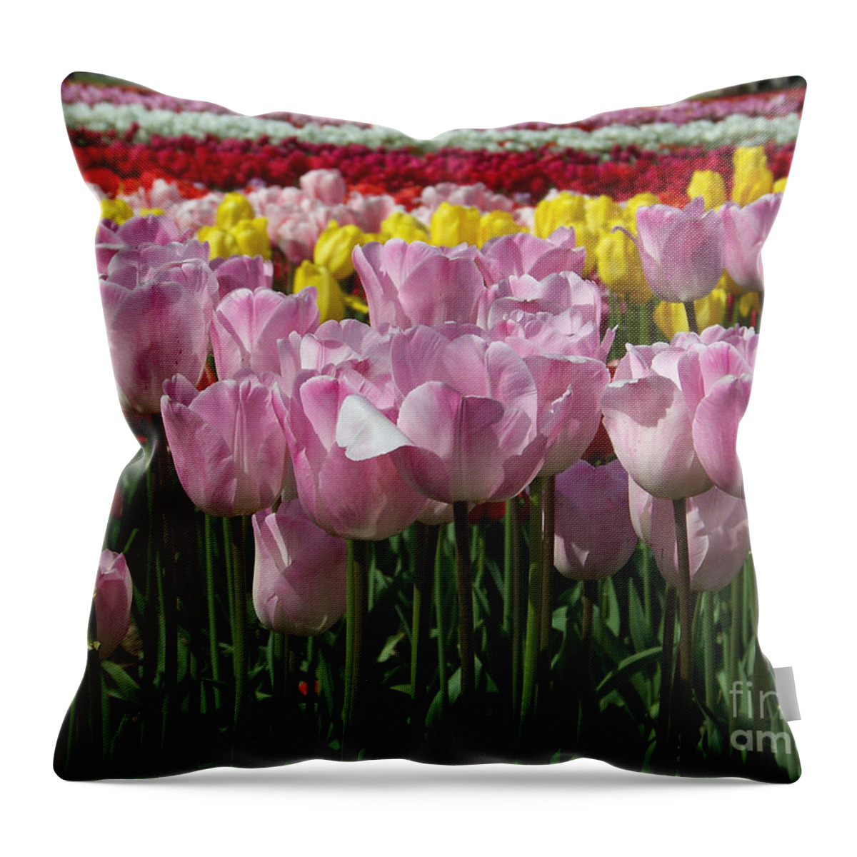 Tulips Throw Pillow featuring the photograph Tulips in Time by Julie Rauscher