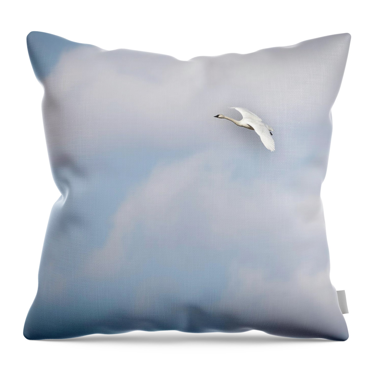 Tundra Swan (cygnus Columbianus) Throw Pillow featuring the photograph Tundra Swan 2015-8 by Thomas Young