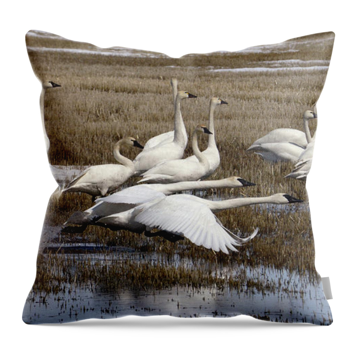 Swan Throw Pillow featuring the photograph Tundra Swans Alberta Canada 3 by Bob Christopher
