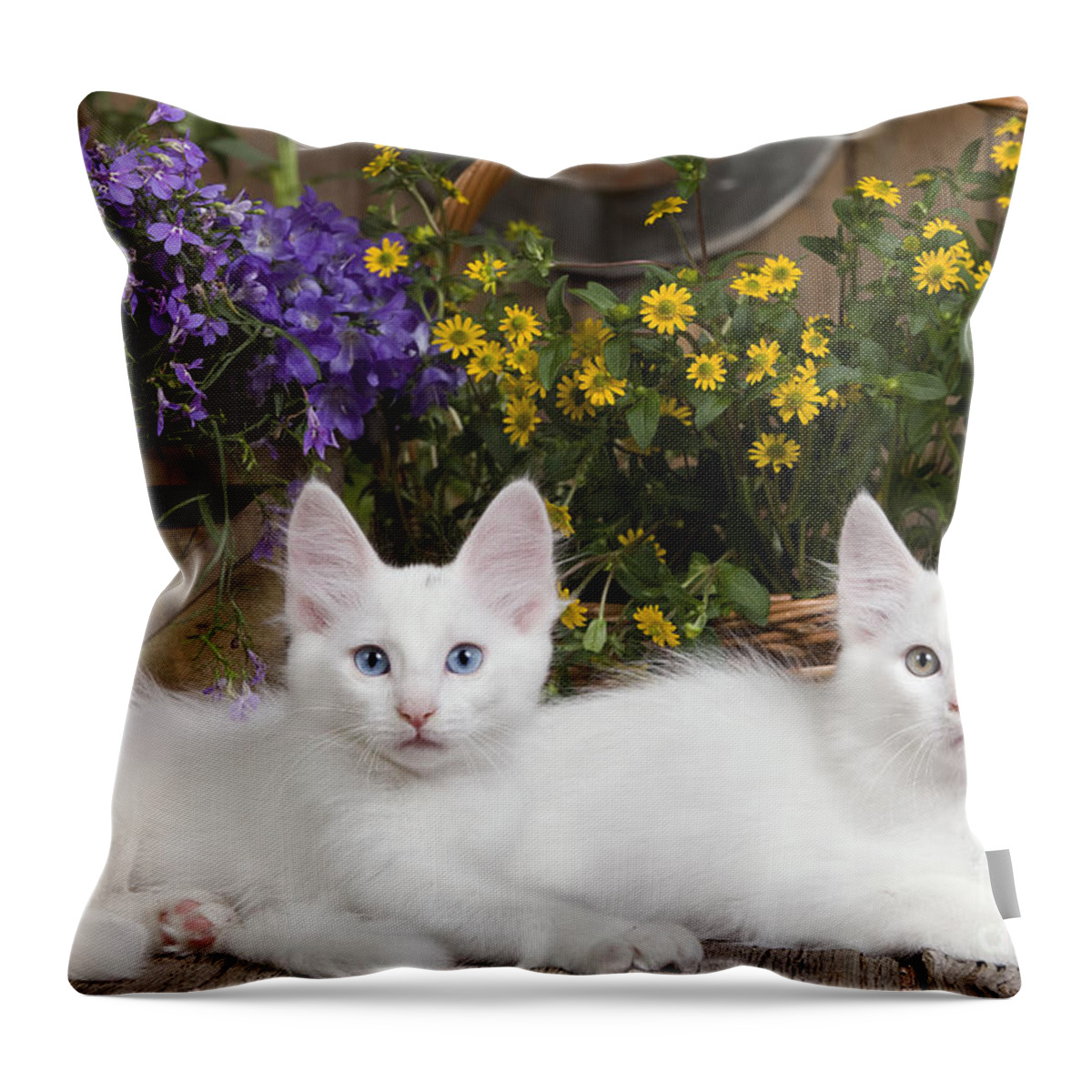 Cat Throw Pillow featuring the photograph Turkish Angora Kittens by Jean-Michel Labat