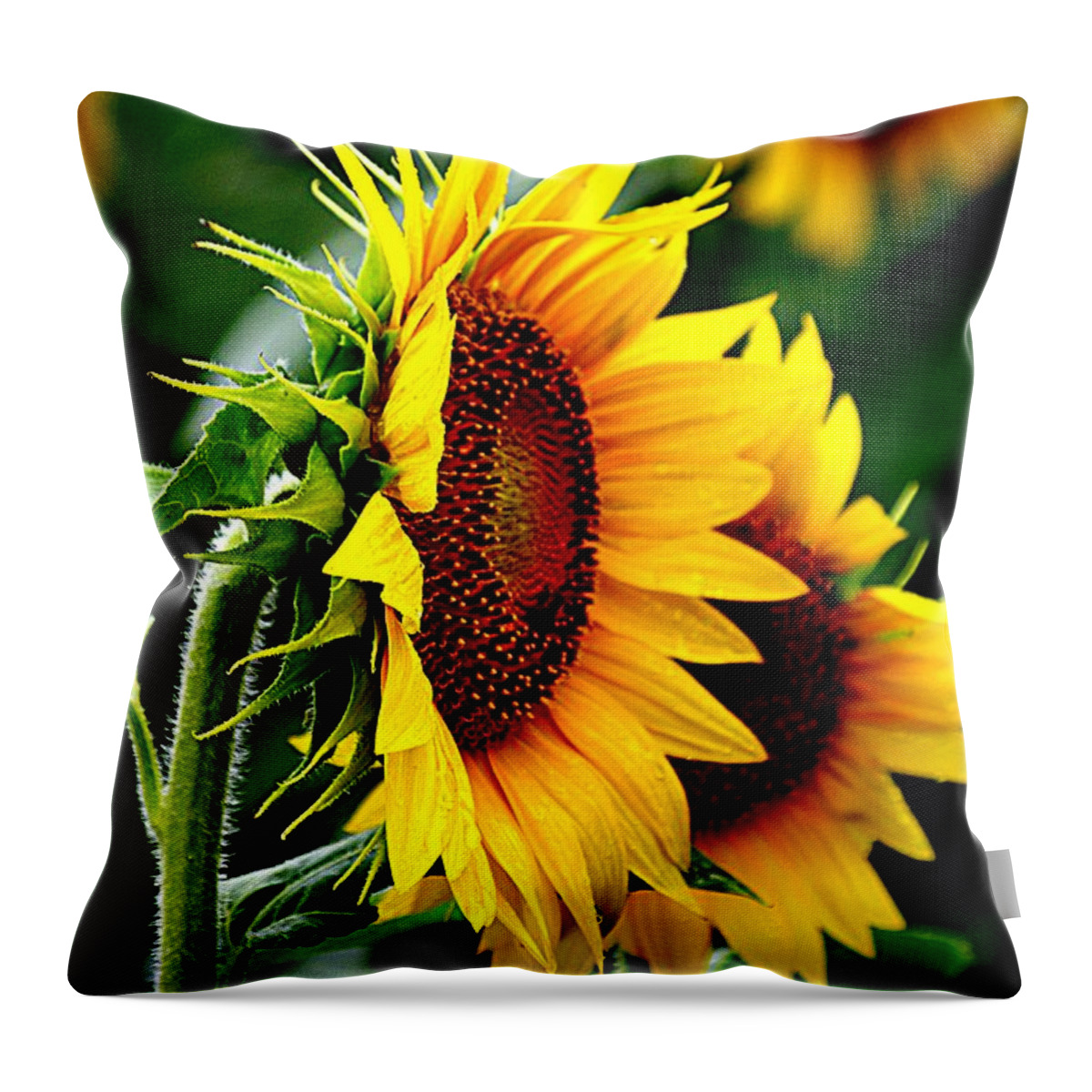 Yellow Sunflowers Throw Pillow featuring the photograph Turn to the Sun For Comfort by Karen McKenzie McAdoo