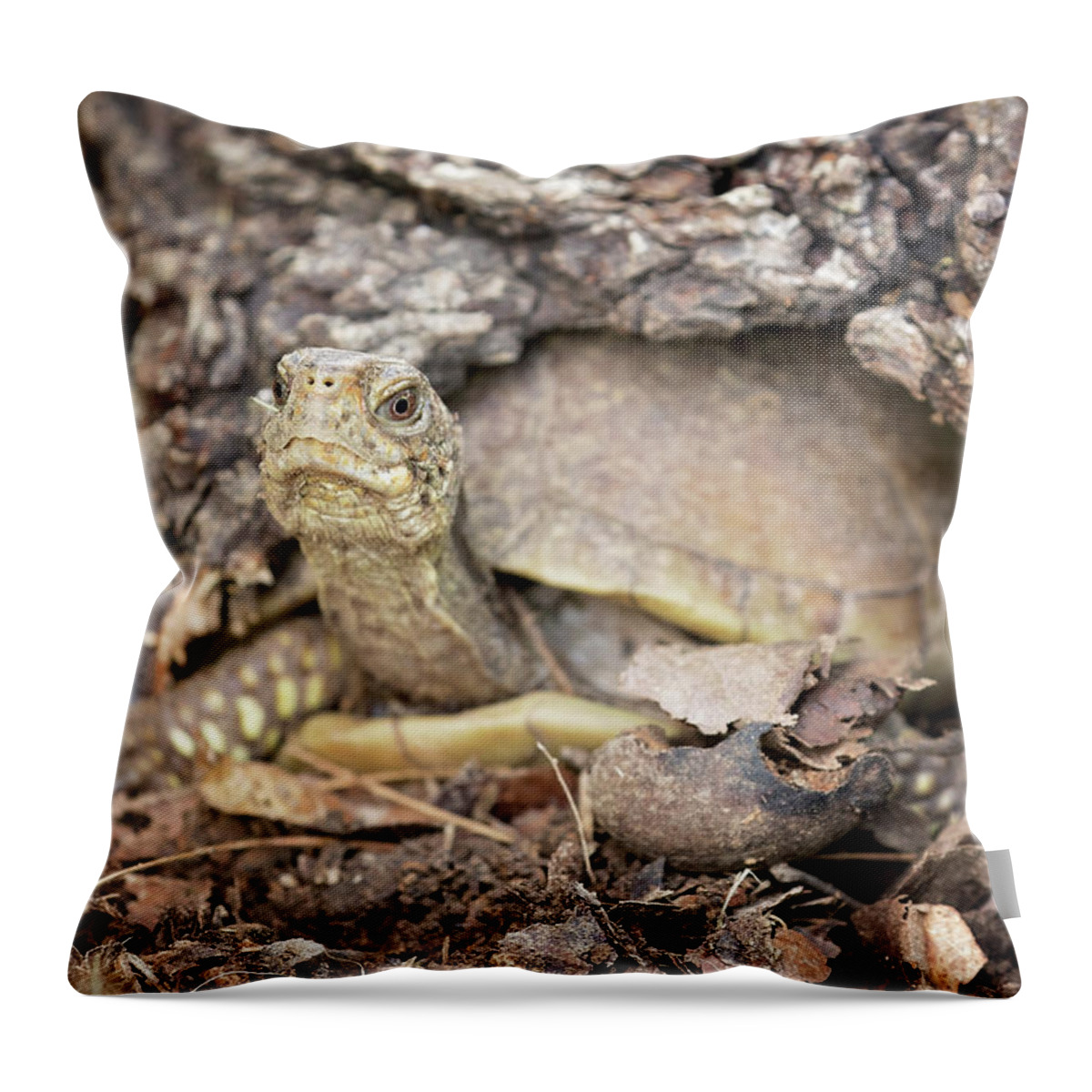 Turtle Throw Pillow featuring the photograph Turtle Town by Eilish Palmer