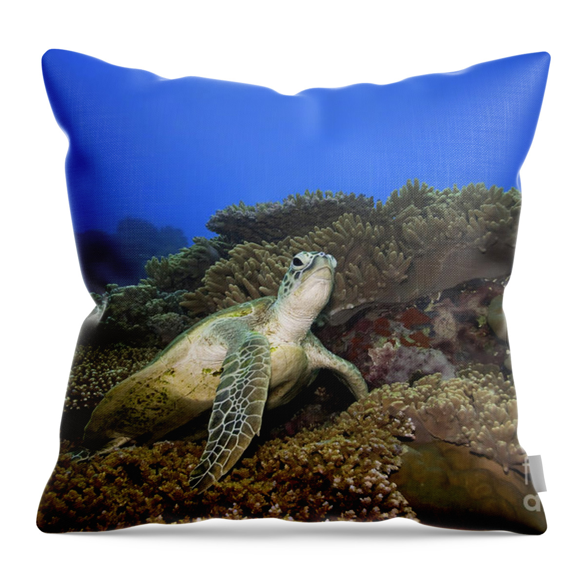 Turtle Throw Pillow featuring the photograph Turtle underwater by MotHaiBaPhoto Prints