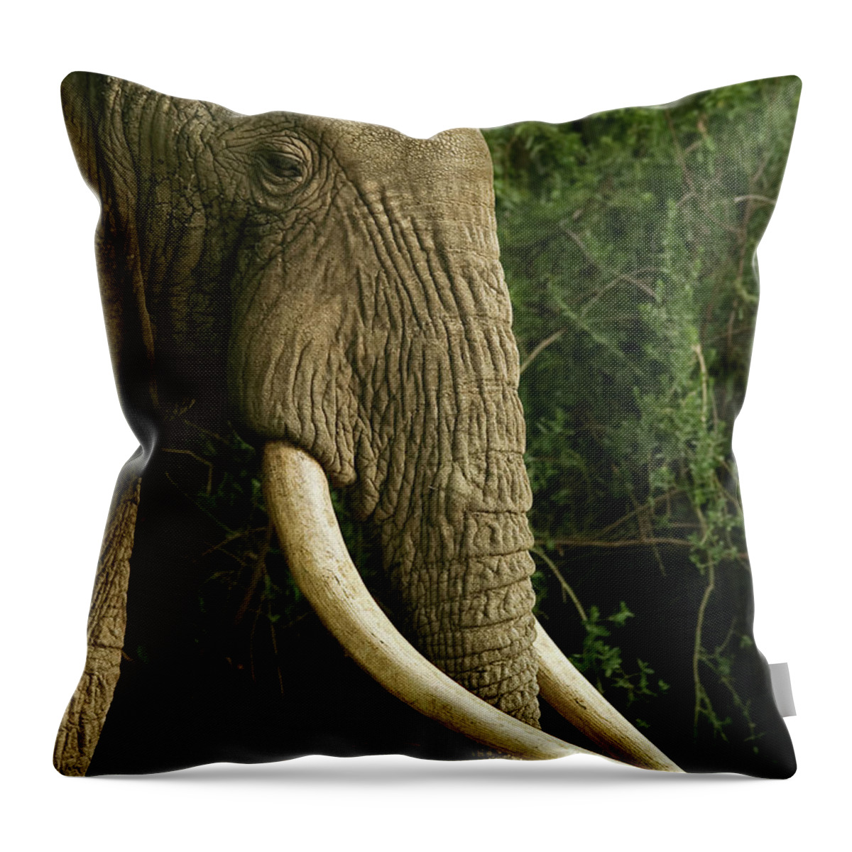 Africa Throw Pillow featuring the photograph Tusk profile by Sylvia J Zarco