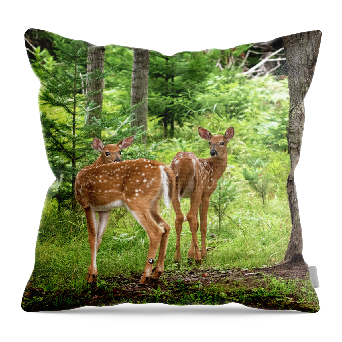 Twin Fawn Print Throw Pillow featuring the photograph Twin Fawns Whitetail Deer Print by Gwen Gibson