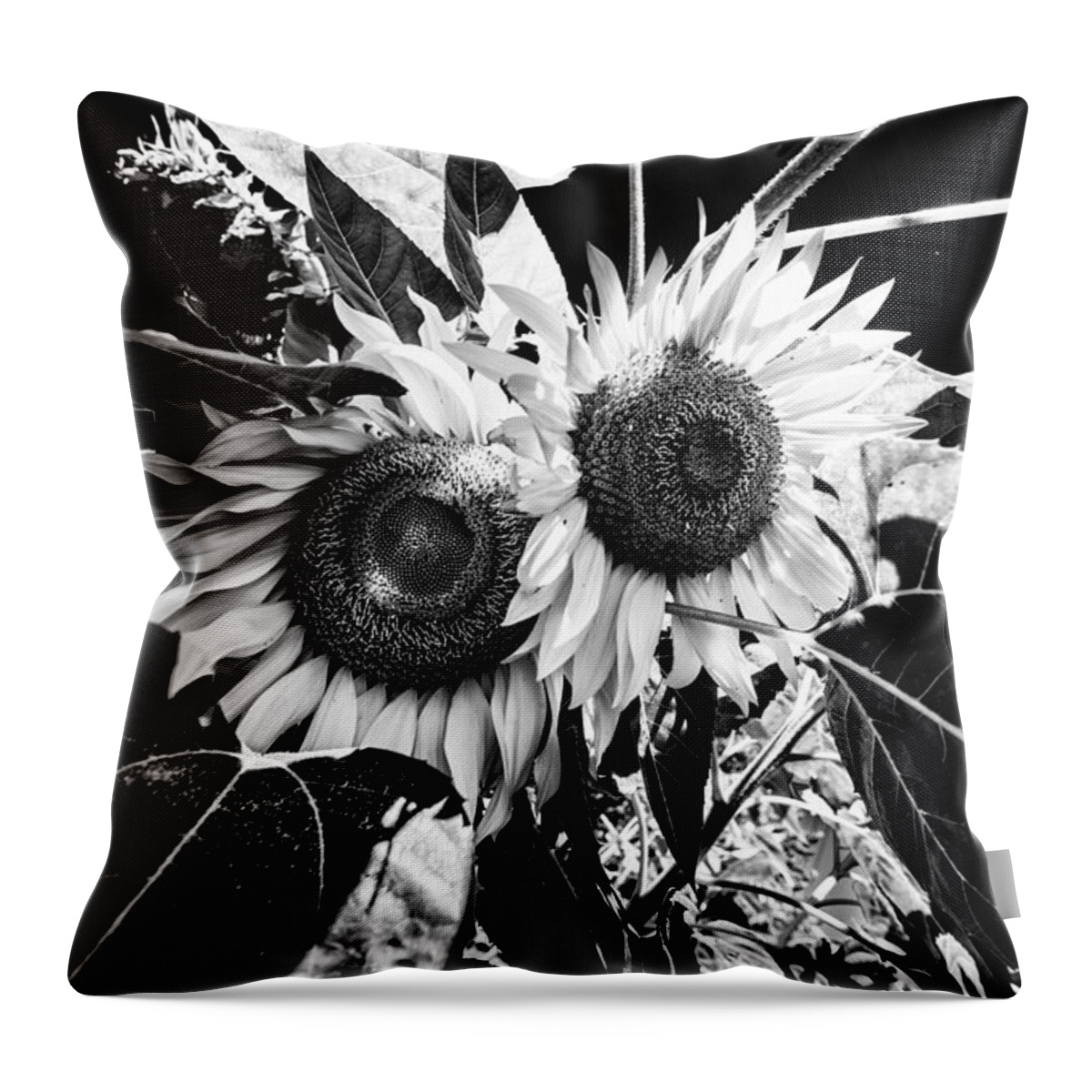Plants Throw Pillow featuring the photograph Twin Sunflowers by Kevin Cable