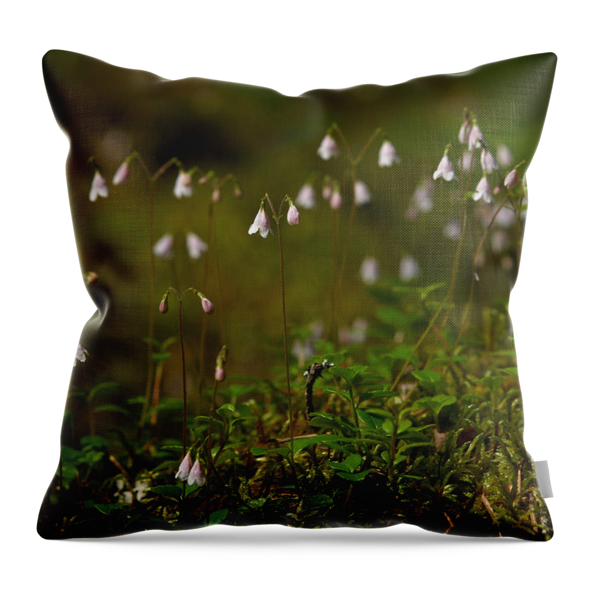 Helvetinjarvi National Park Throw Pillow featuring the photograph Twinflower by Jouko Lehto