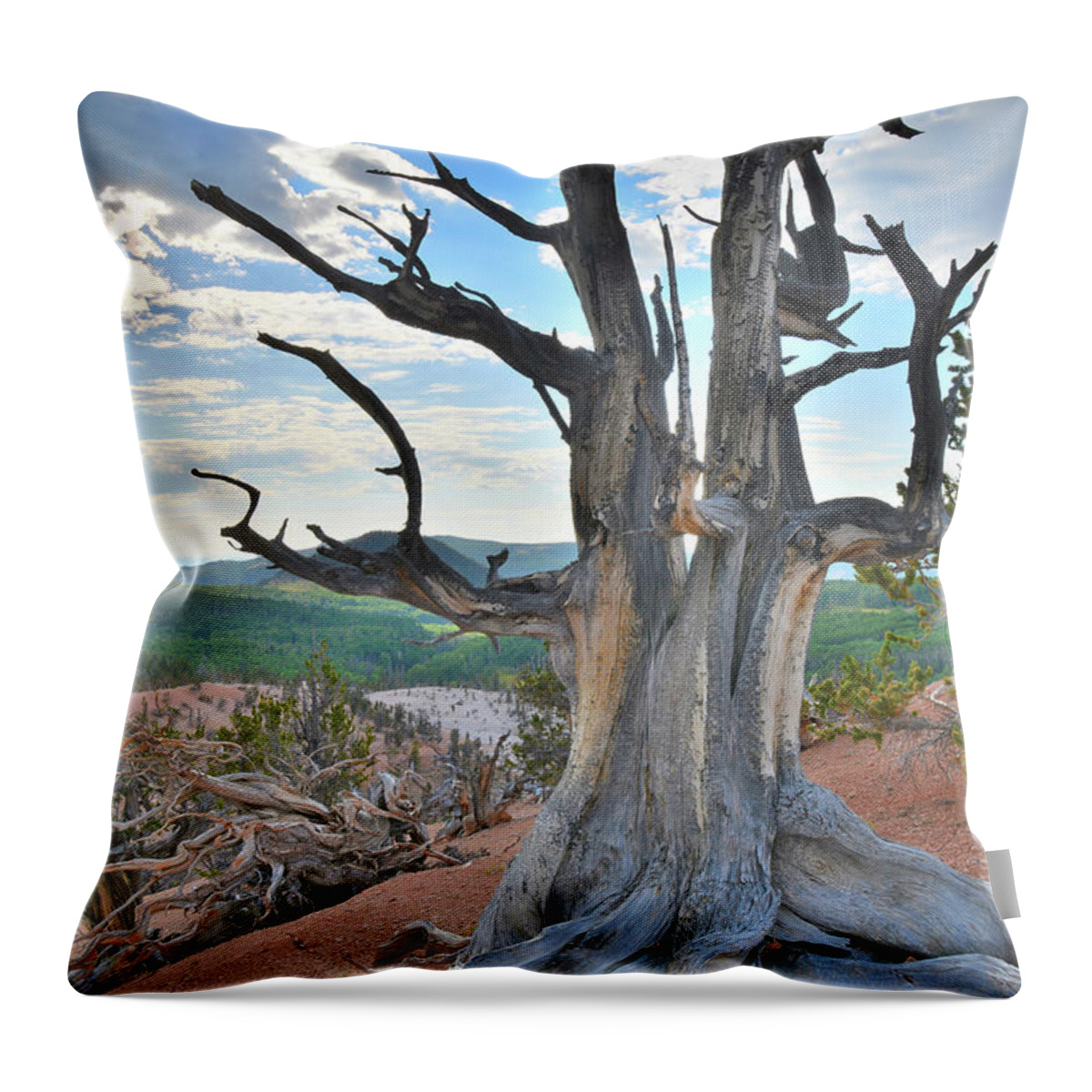 Dixie National Forest Throw Pillow featuring the photograph Twisted Forest Twins by Ray Mathis