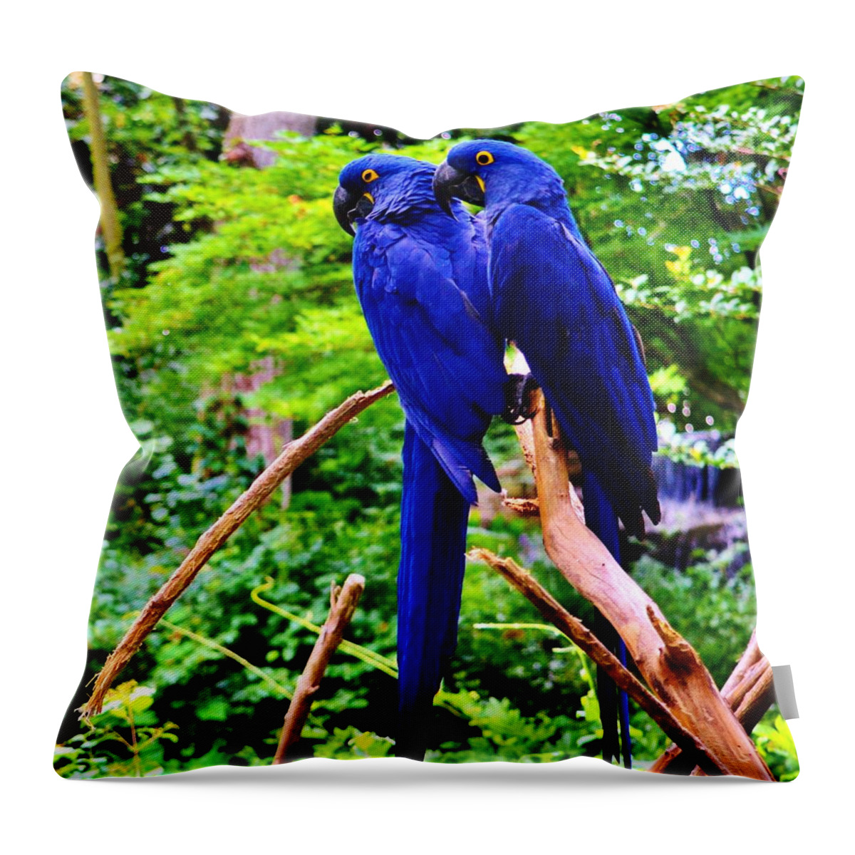 Blue Throw Pillow featuring the photograph Two Birds of a Feather by Eileen Brymer