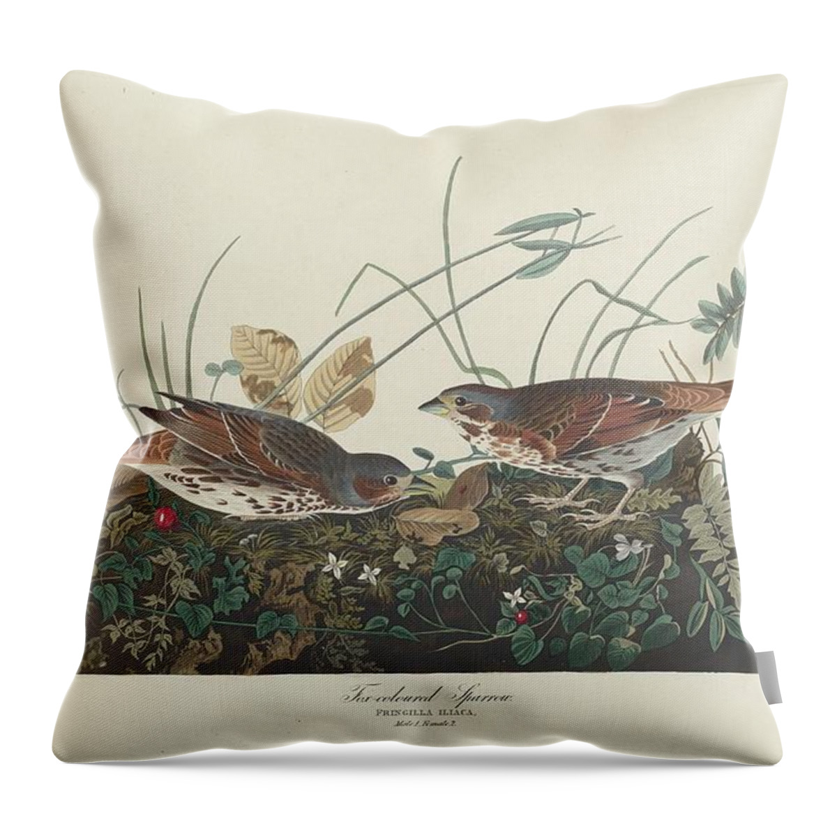 Audubon Throw Pillow featuring the drawing Two-Colored Sparrow by Dreyer Wildlife Print Collections 