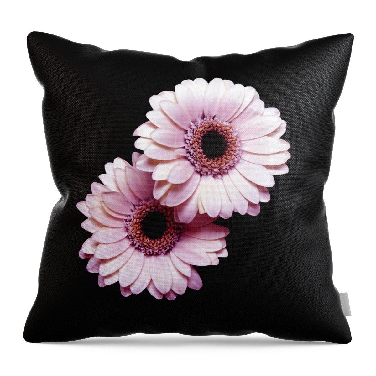 Flower Throw Pillow featuring the photograph Two Gerberas On Black by Johanna Hurmerinta