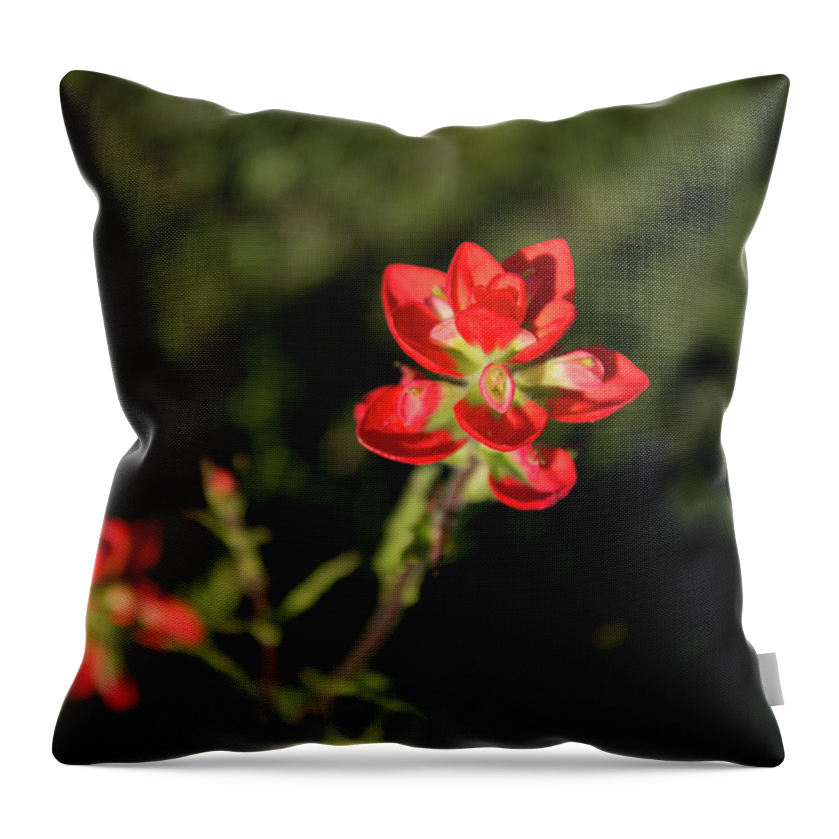 Flowers Throw Pillow featuring the photograph Two Paintbrush Blossoms by Frank Madia
