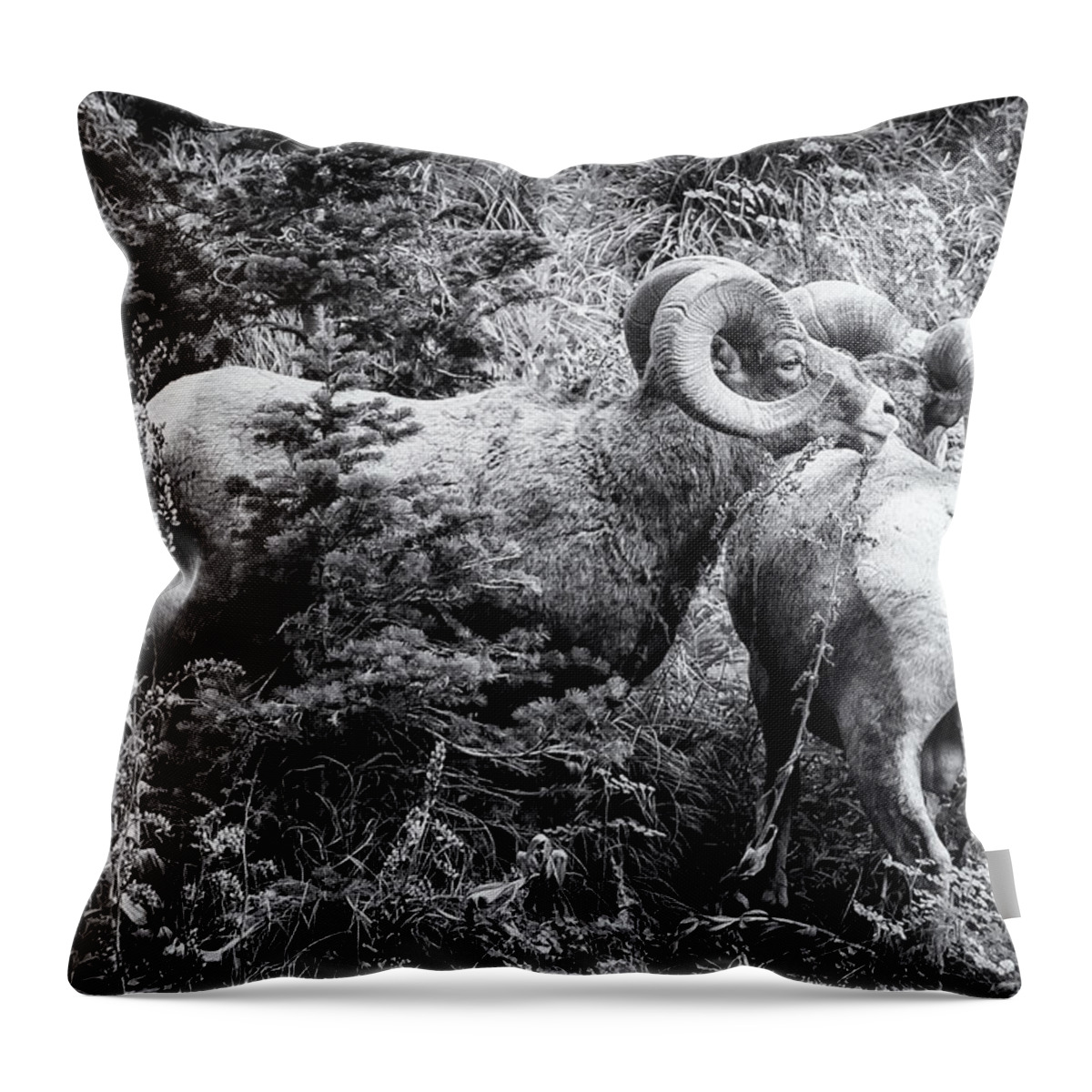 Rams Throw Pillow featuring the photograph Two Rams bw by Belinda Greb