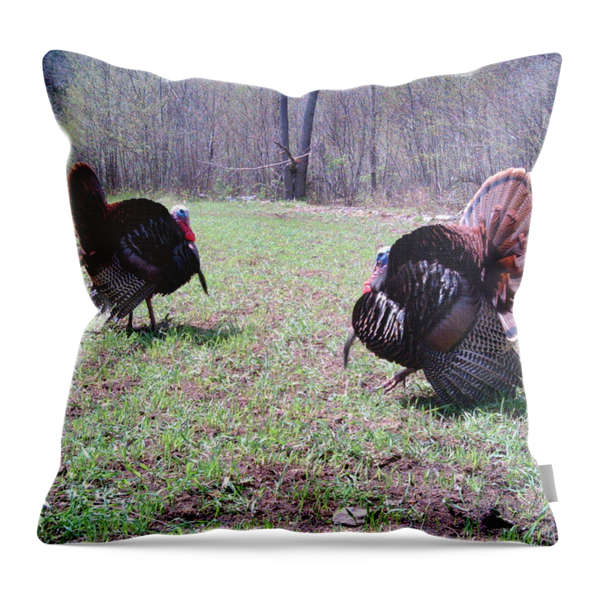 Toms Throw Pillow featuring the photograph Two Strutting Toms 2 by Brook Burling
