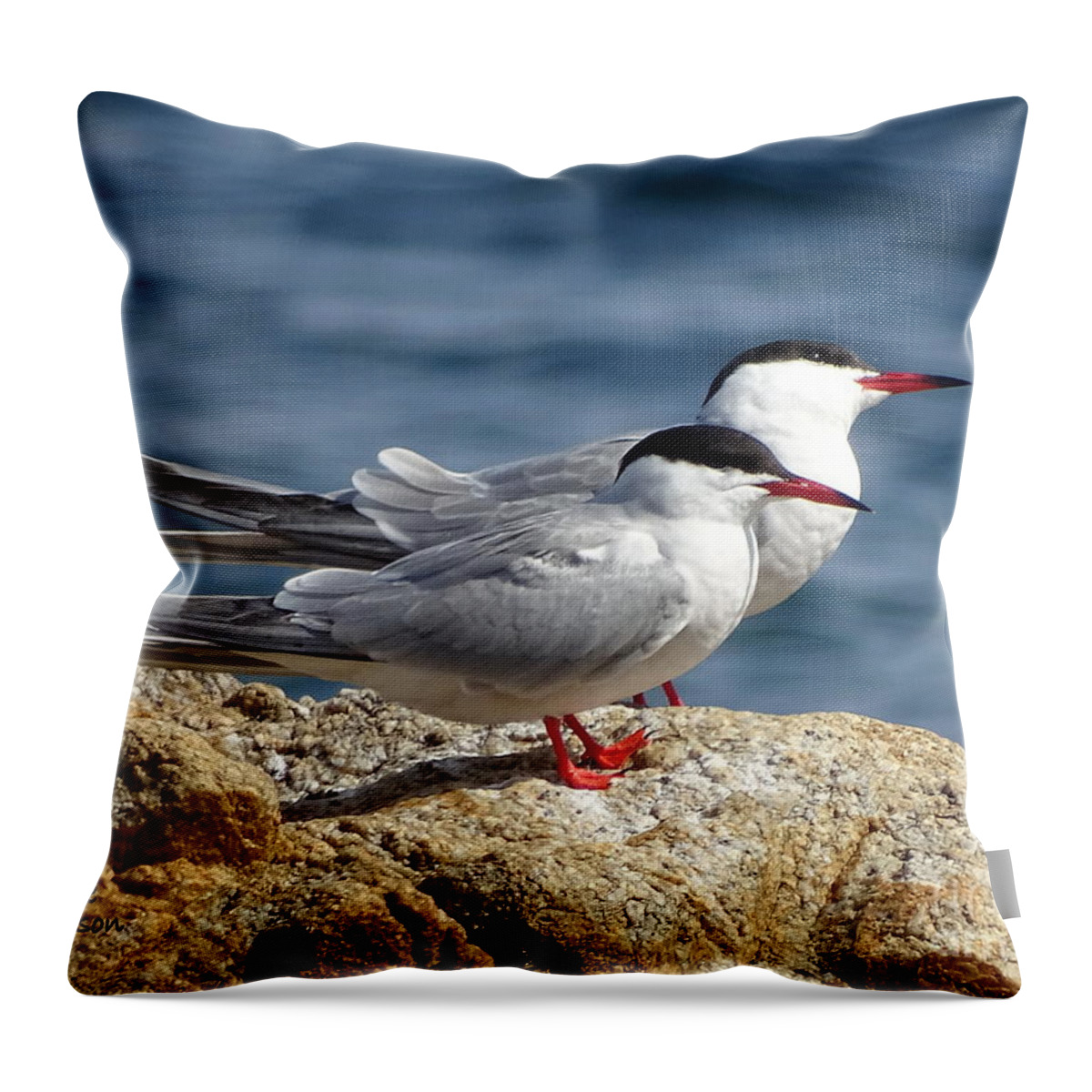 Birds Throw Pillow featuring the photograph Two Terns by Lainie Wrightson