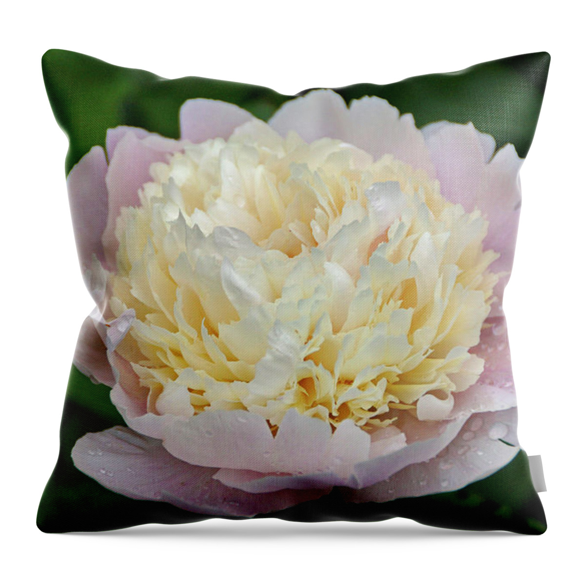 Pink Peony Throw Pillow featuring the photograph Two-toned by Sandy Keeton