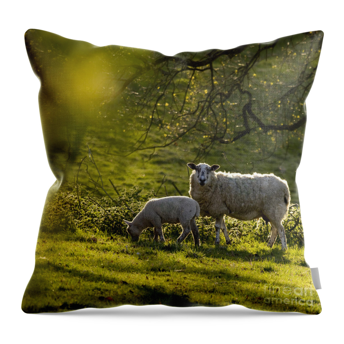 Lamb Throw Pillow featuring the photograph Under The Setting Sun by Ang El