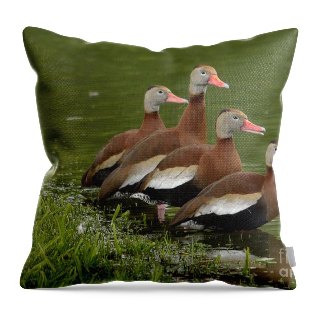 Duck Throw Pillow featuring the photograph Unexpected Visitors by Randy Bodkins