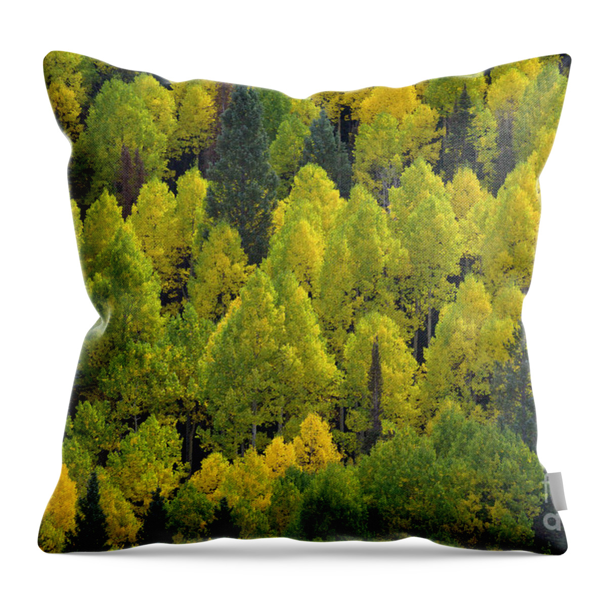 00559294 Throw Pillow featuring the photograph Autumn Quaking Aspens, Colorado by Yva Momatiuk and John Eastcott