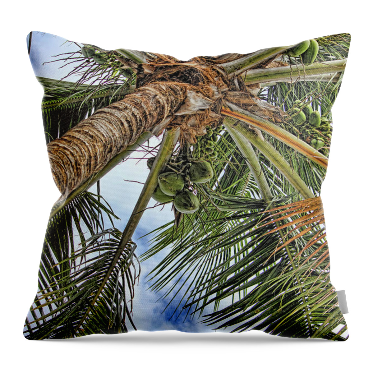Coconut Palm Throw Pillow featuring the photograph Up A Tree by HH Photography of Florida