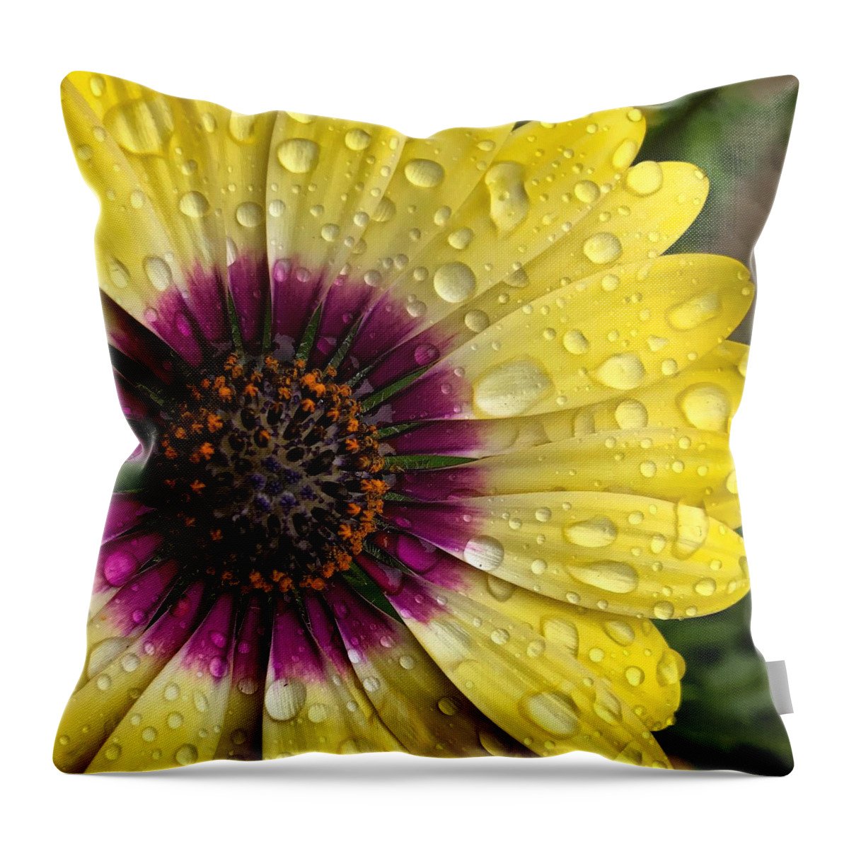 Drops Throw Pillow featuring the photograph Daisy Up Close by Brian Eberly