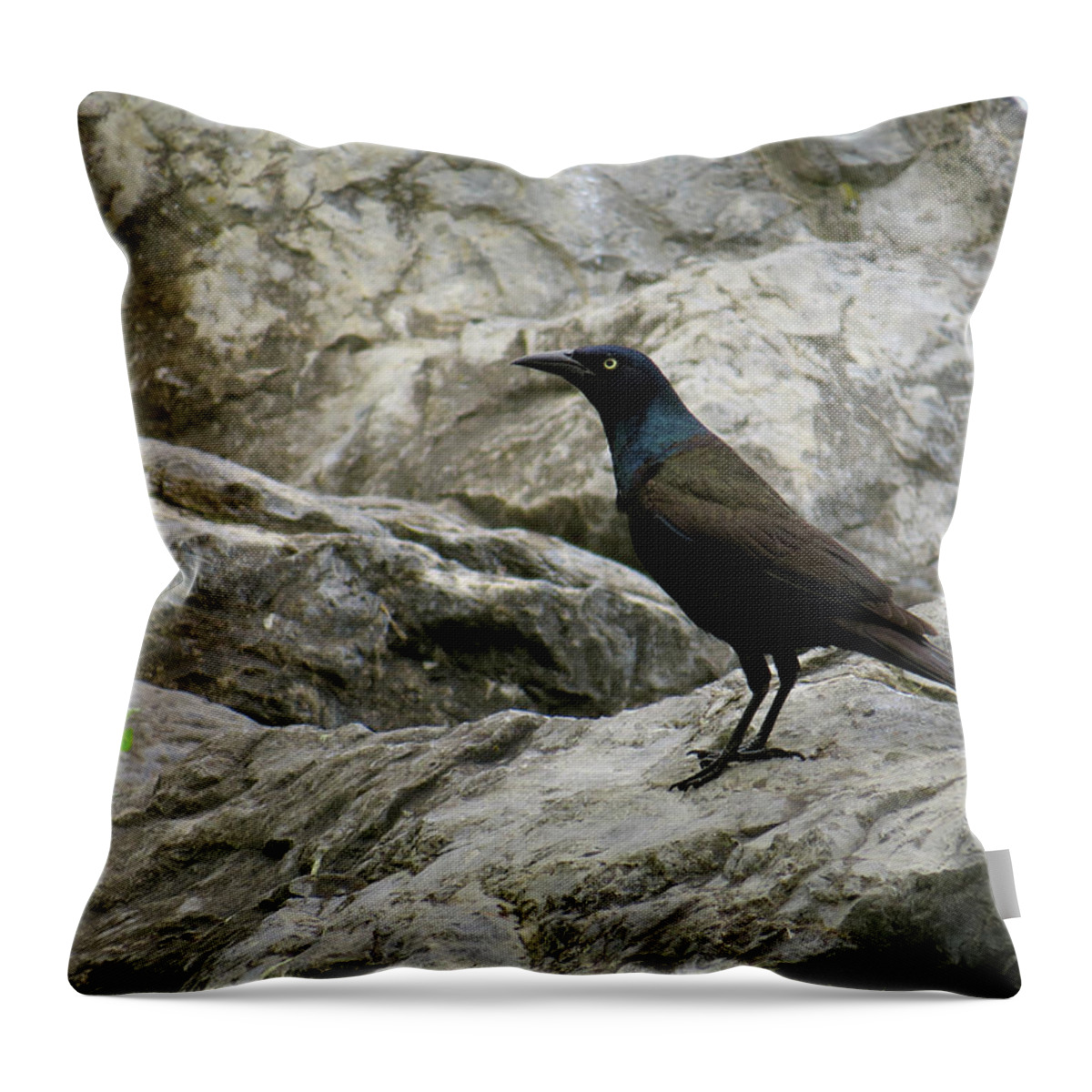 Grackle Throw Pillow featuring the photograph Upon the Rocks by Azthet Photography