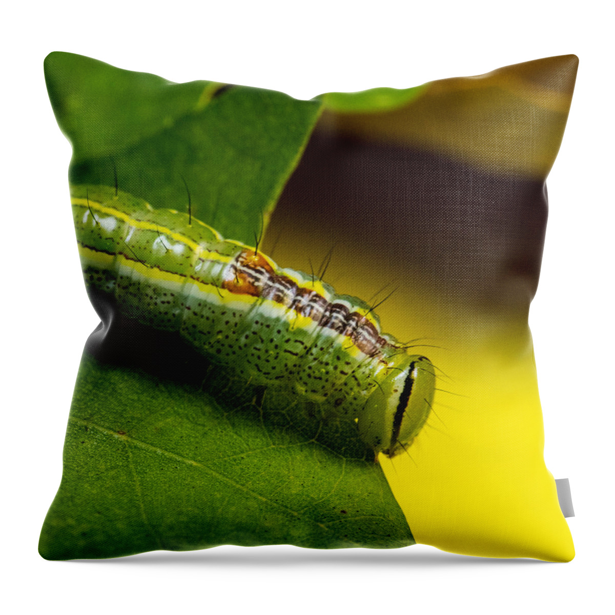 Variable Throw Pillow featuring the photograph Variable Oak Leaf Caterpillar on Oak Leaf by Douglas Barnett