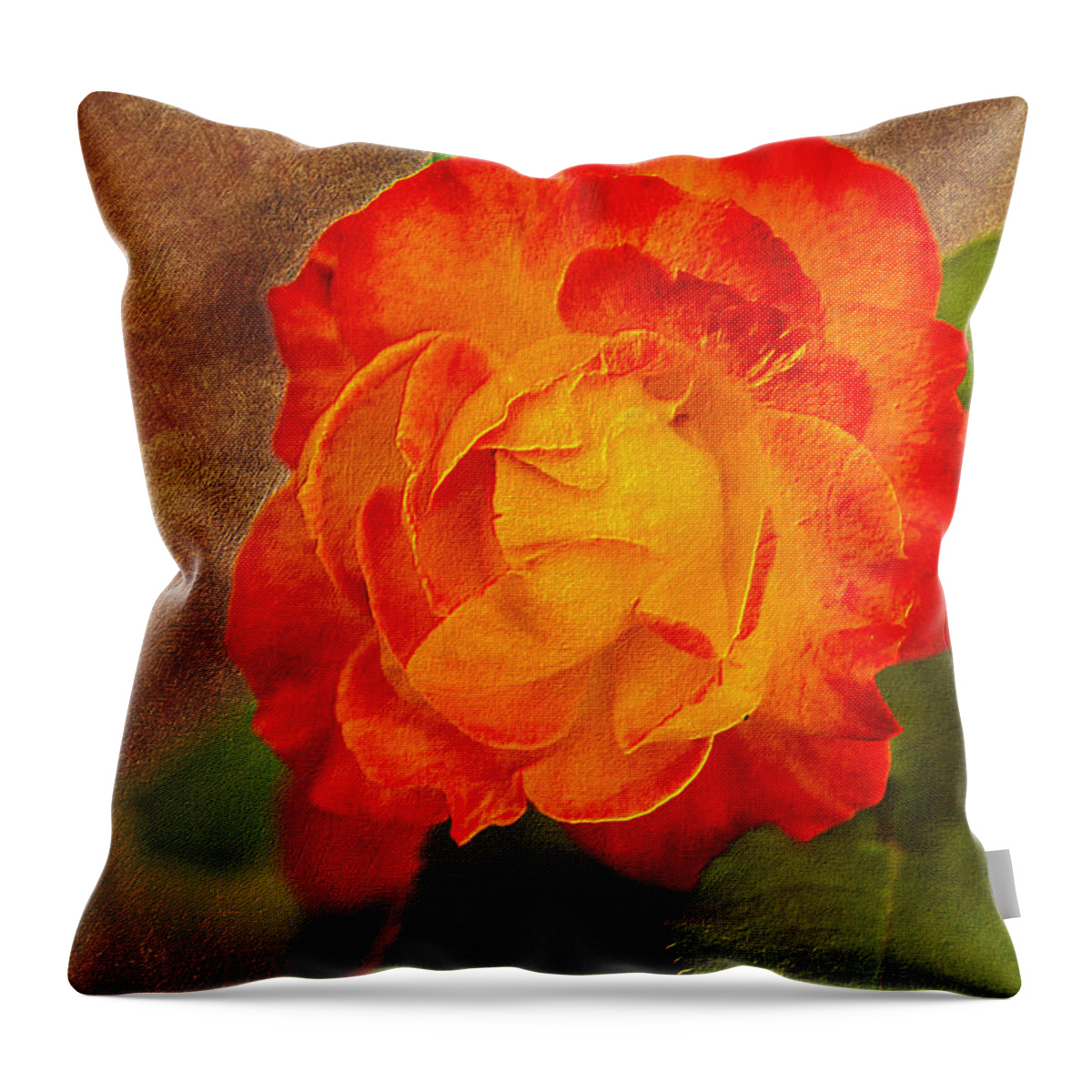 Variegated Throw Pillow featuring the photograph Variegated Beauty - Rose Floral by Barry Jones