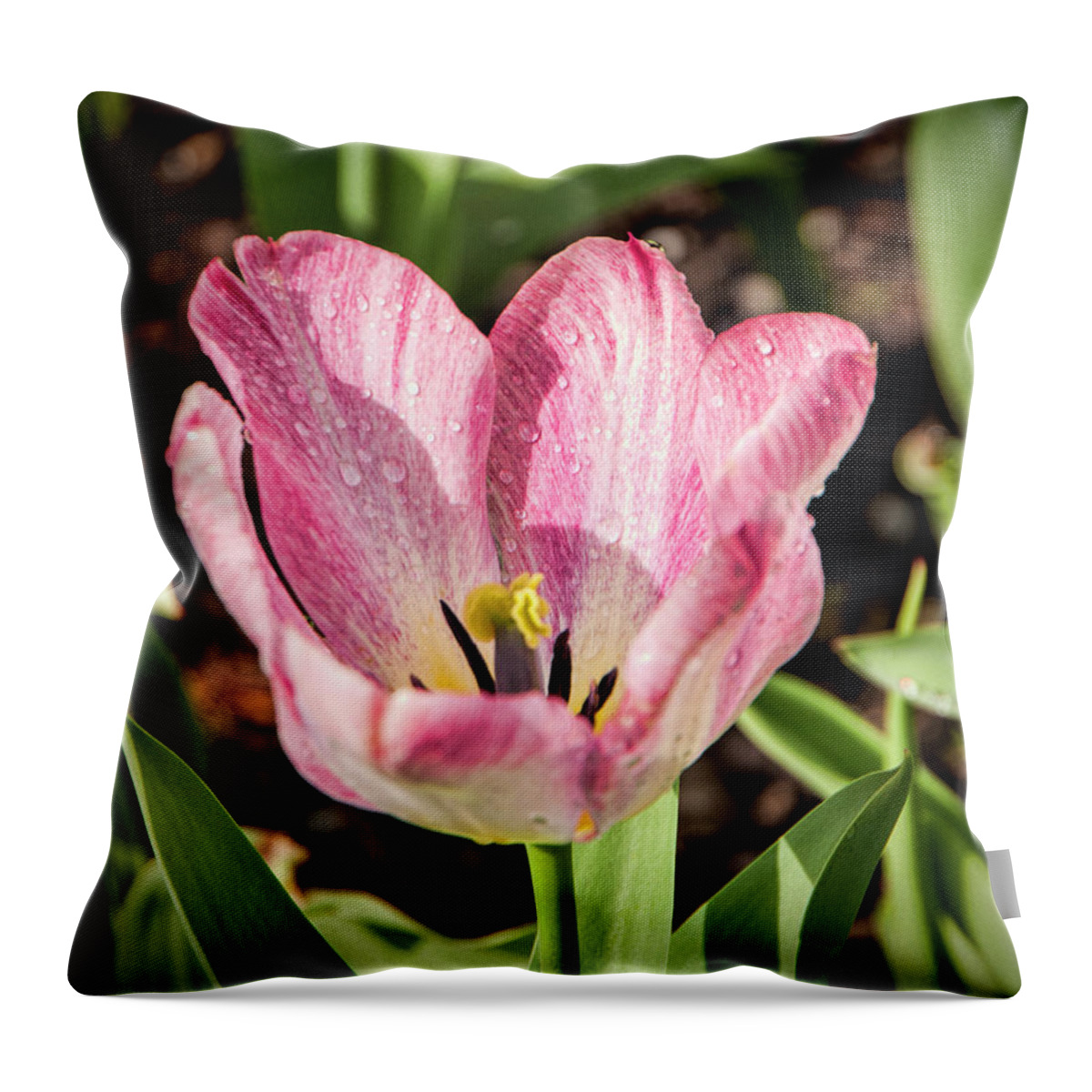 Variegated Tulip Throw Pillow featuring the photograph Variegated Tulip by Phyllis Taylor