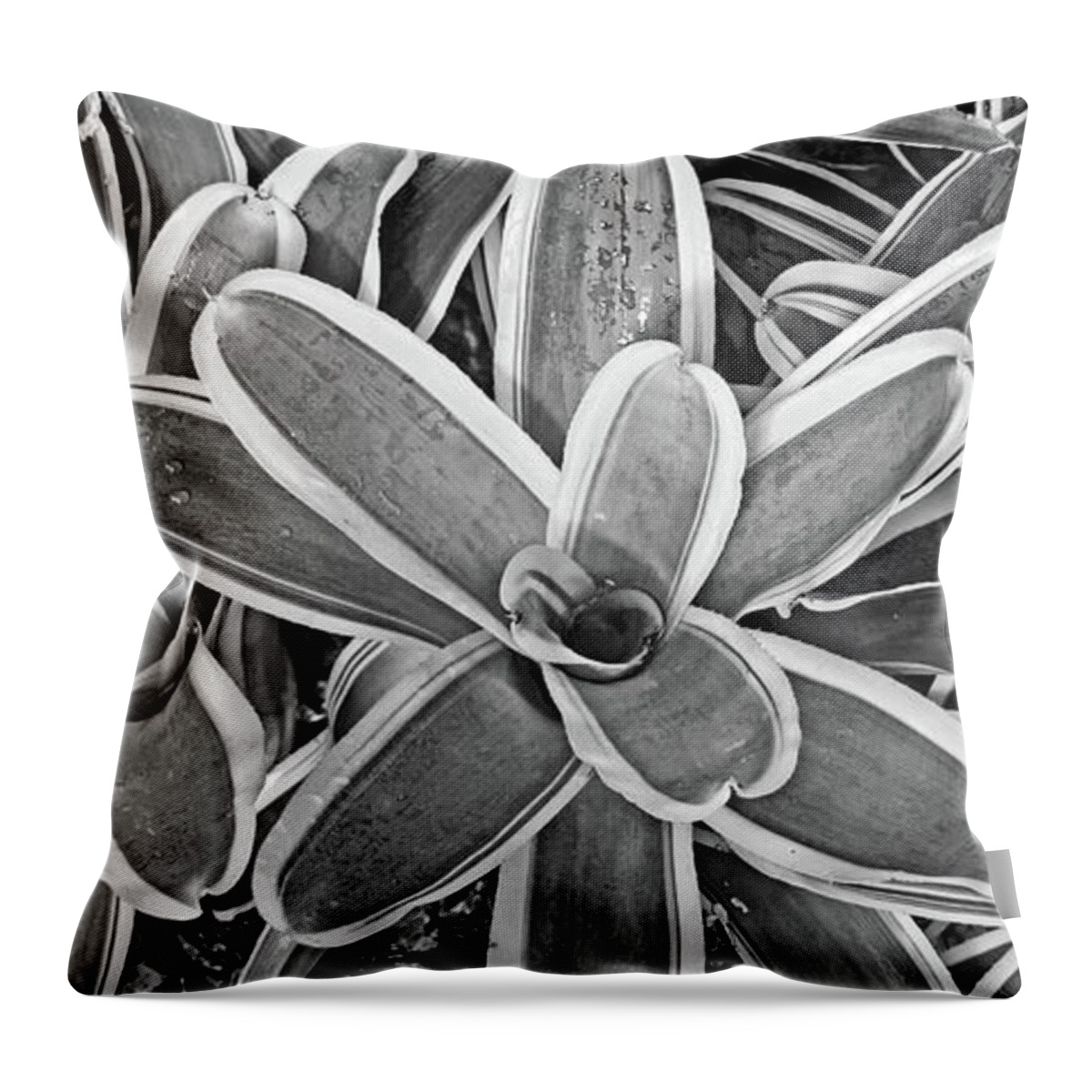 Variegated Vase Plant Throw Pillow featuring the photograph Variegated Vase Plant No. 2-2 by Sandy Taylor
