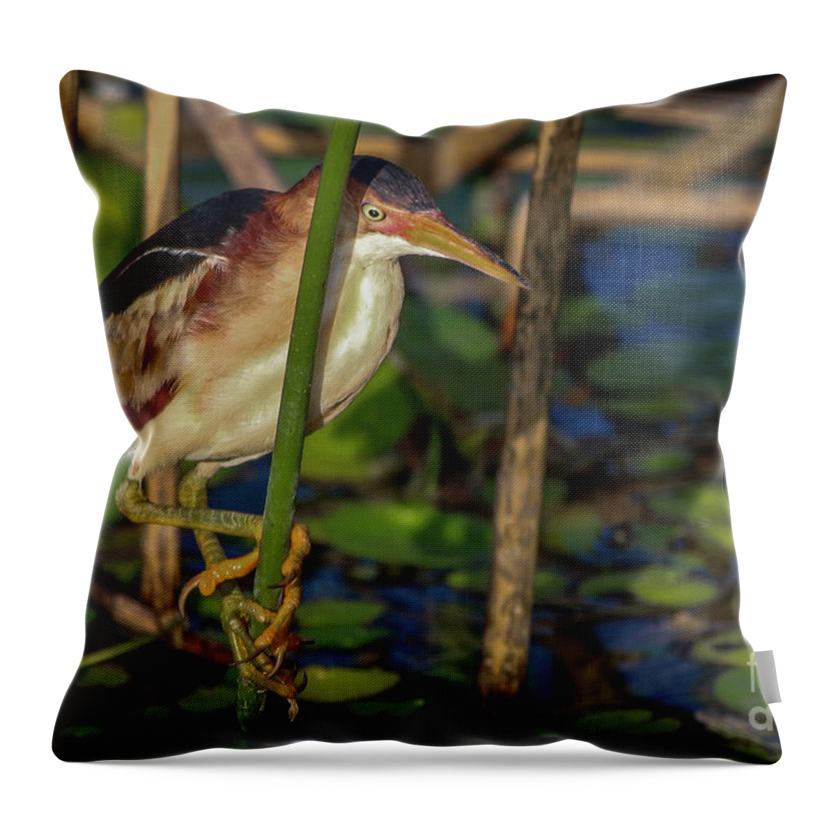 Bittern Throw Pillow featuring the photograph Vertical Perch Bittern by Tom Claud