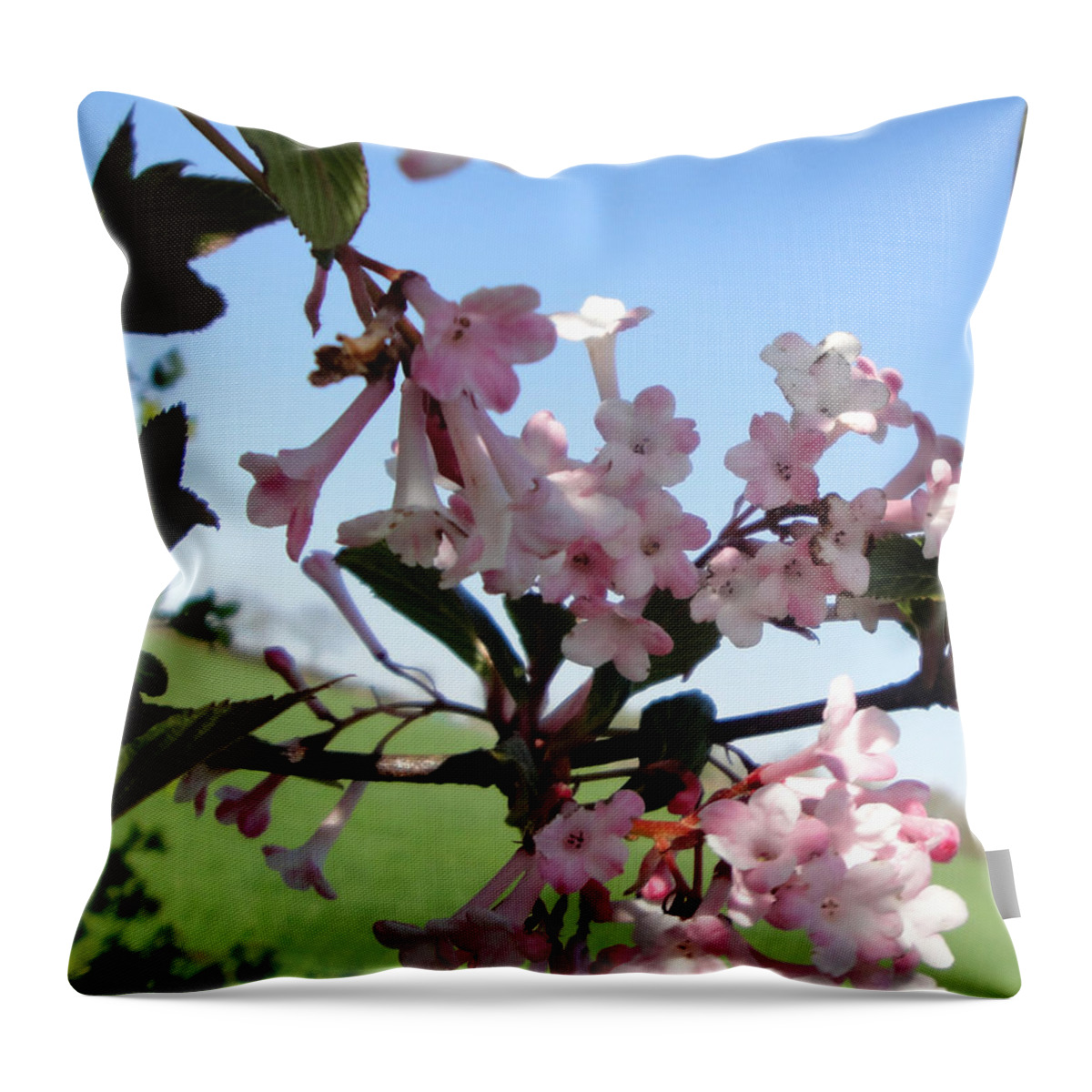 Nature Throw Pillow featuring the photograph Vibernum pink dawn by Susan Baker