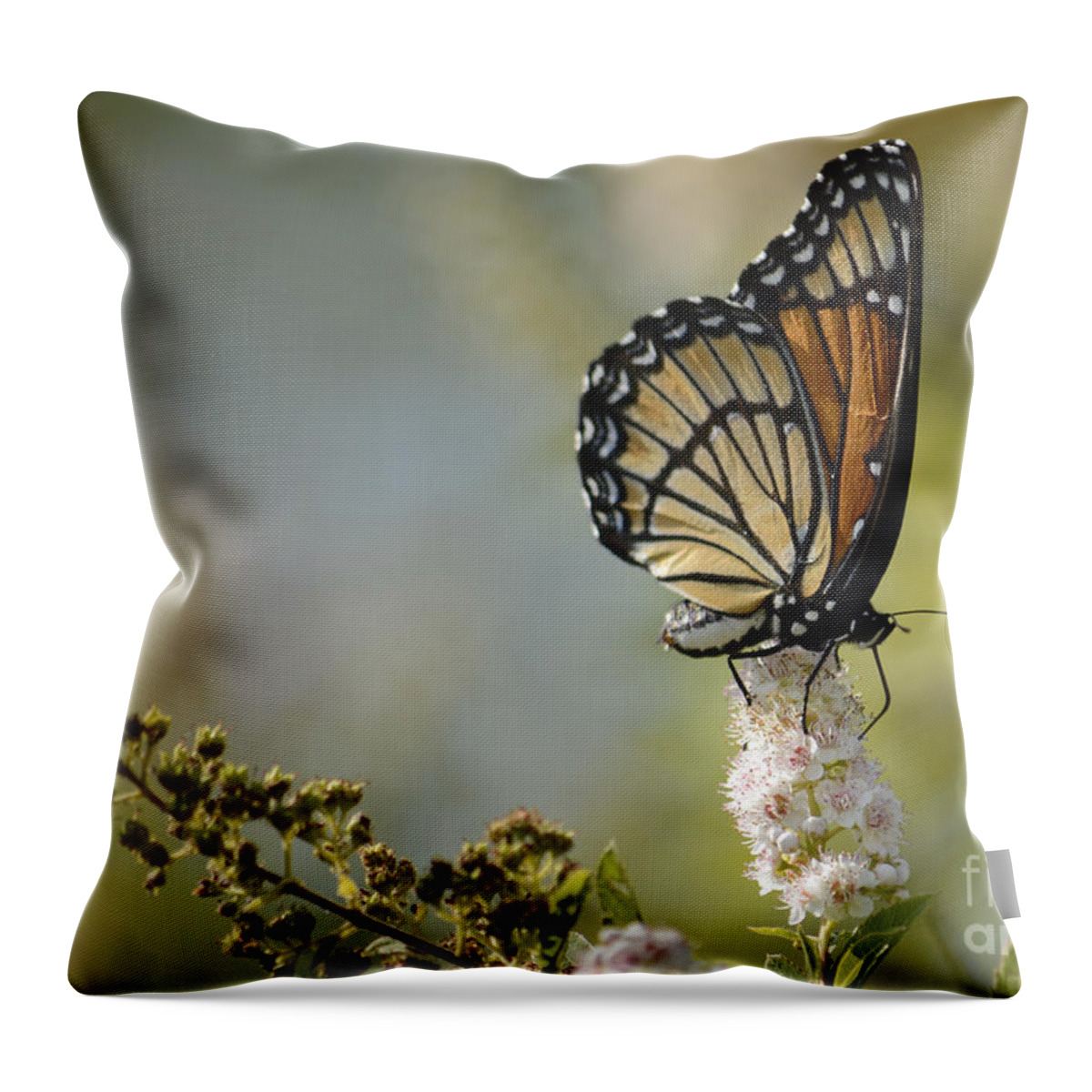 High Virginia Images Throw Pillow featuring the photograph Viceroy by Randy Bodkins