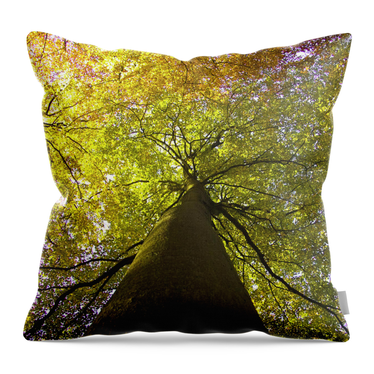 Trees Throw Pillow featuring the photograph View to the top of beech tree by Heiko Koehrer-Wagner