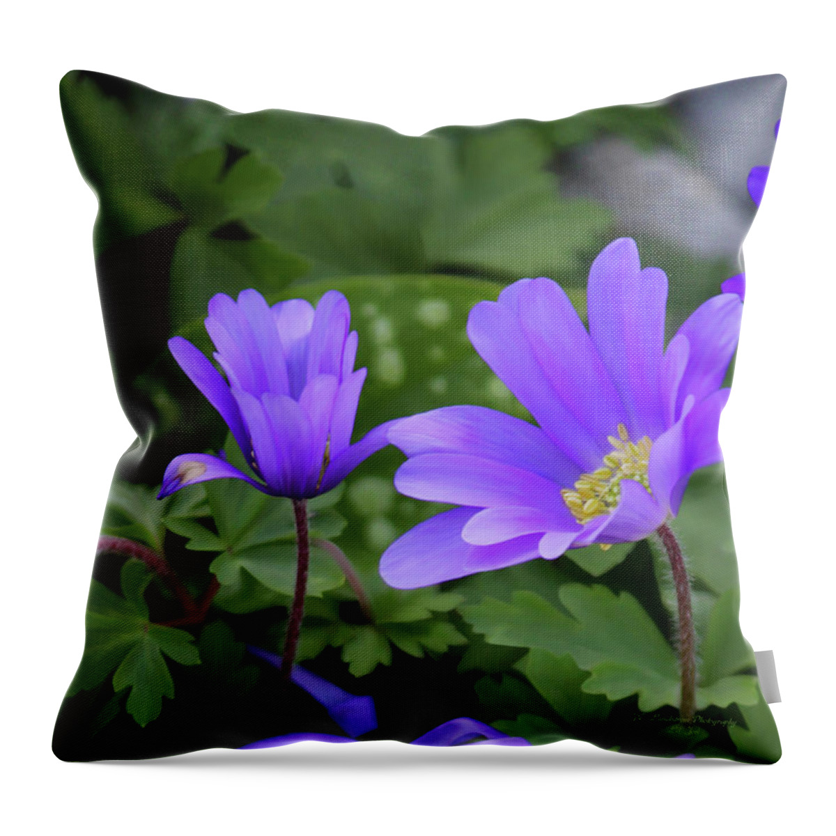Tea Time Throw Pillow featuring the photograph Vinca In The Morning by Jeanette C Landstrom