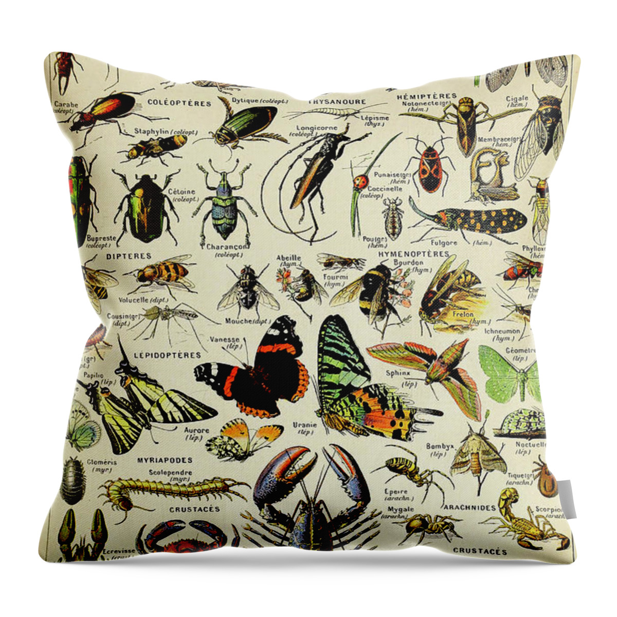 Millot Throw Pillow featuring the painting Vintage Illustration of various Invertebrates by Adolphe Philippe Millot