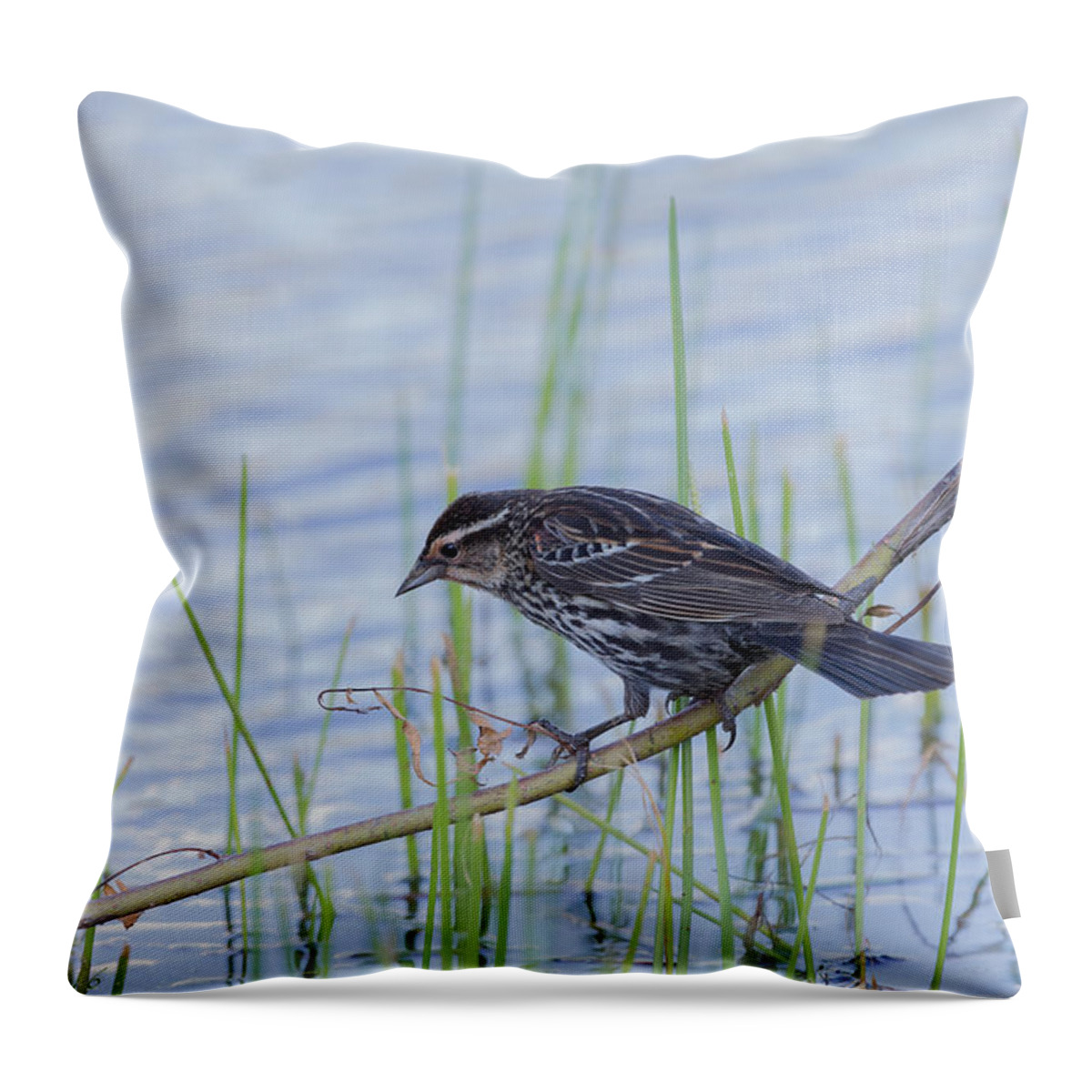 Nature Throw Pillow featuring the photograph Red-winged Blackbird Female by Lee Alloway