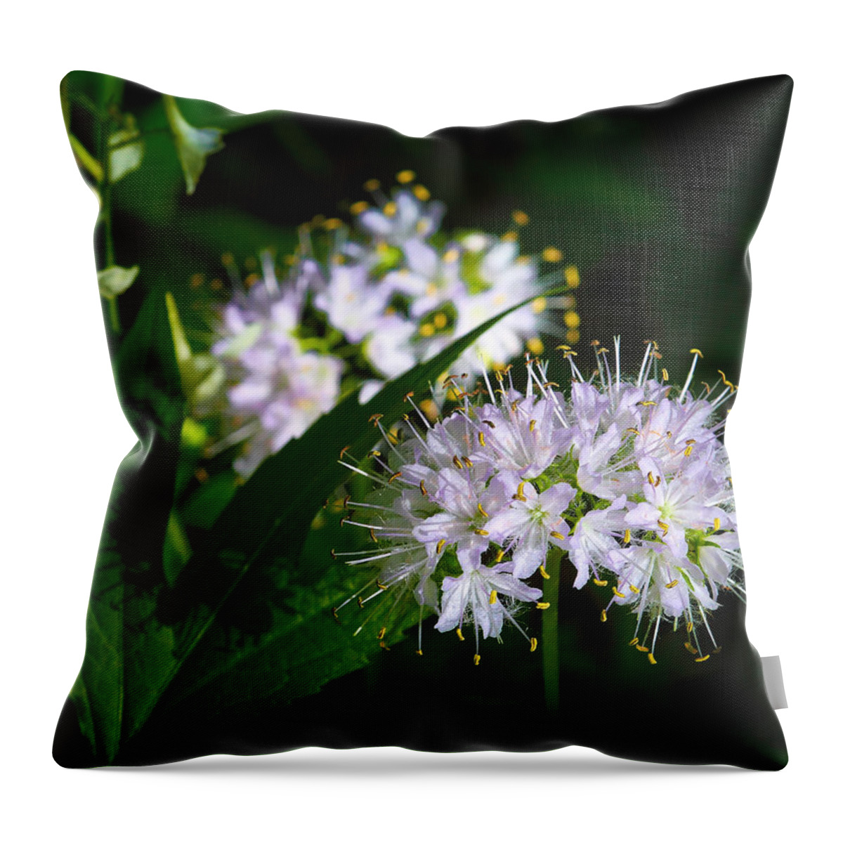 Virginia Waterleaf Throw Pillow featuring the photograph Virginia Waterleaf at Lost Valley by Michael Dougherty