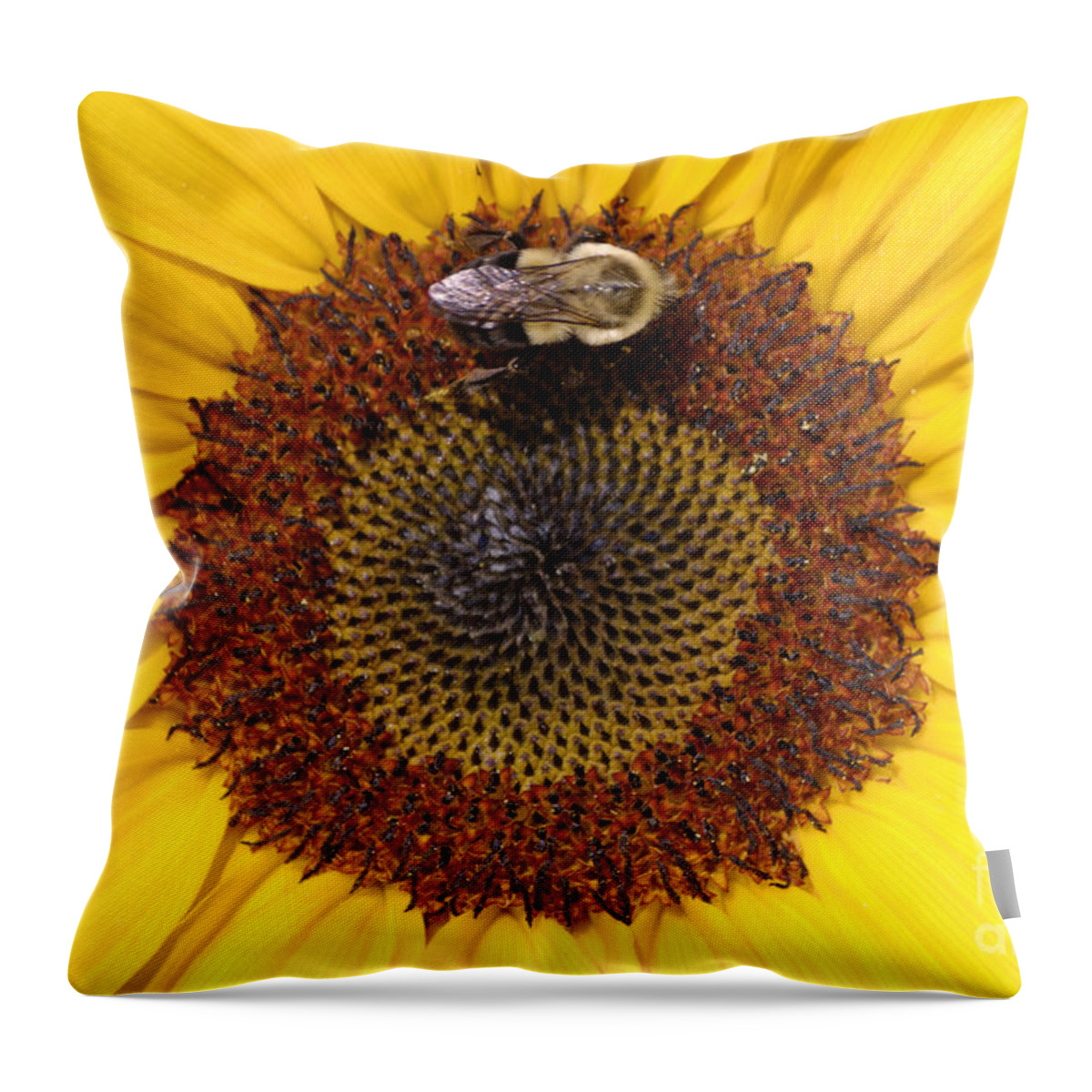 Sunflower Throw Pillow featuring the photograph Vision of Summer by Randy Bodkins