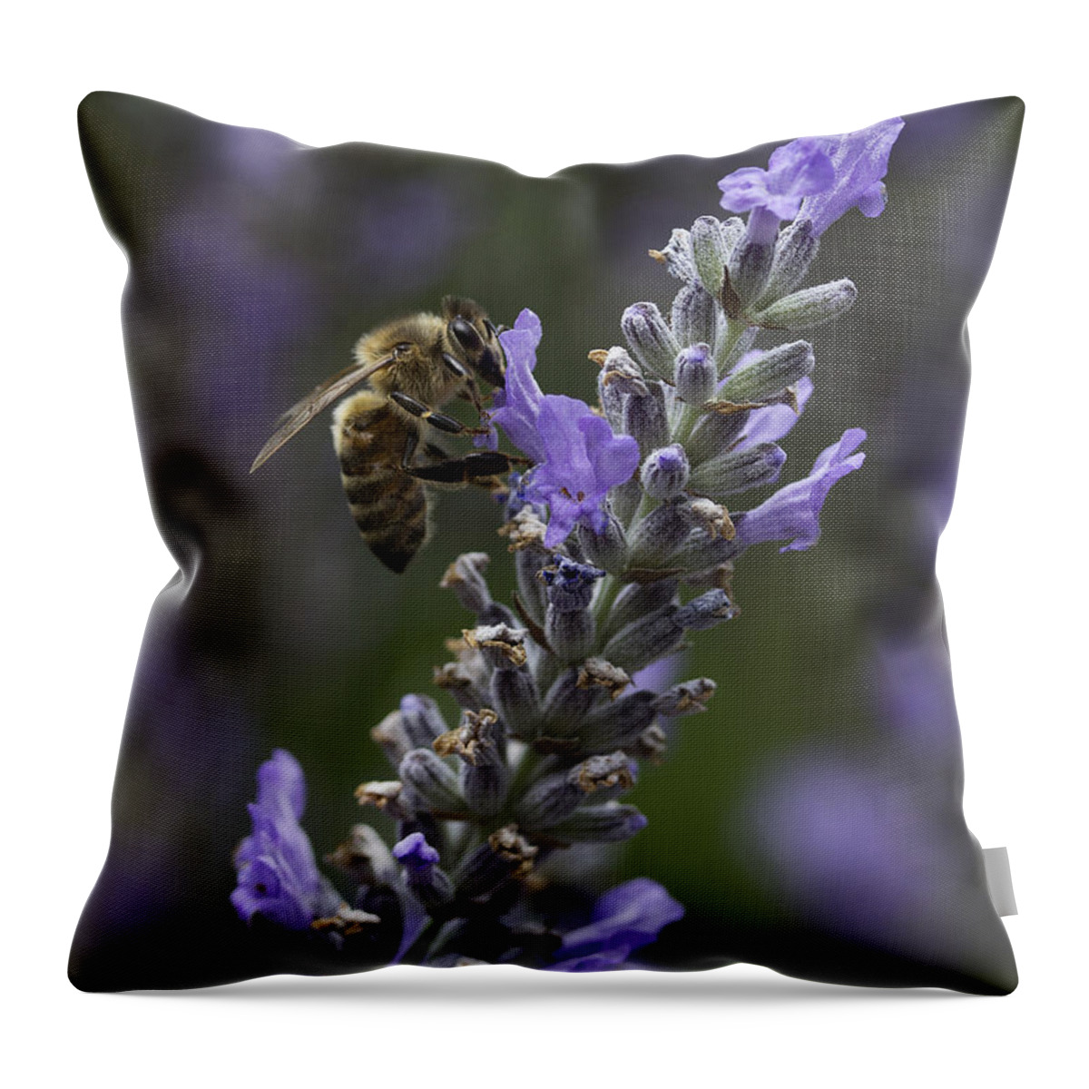 Visitor Throw Pillow featuring the photograph Visitor 2 by Morgan Wright