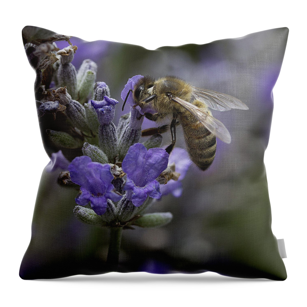 Visitor Throw Pillow featuring the photograph Visitor 3 by Morgan Wright