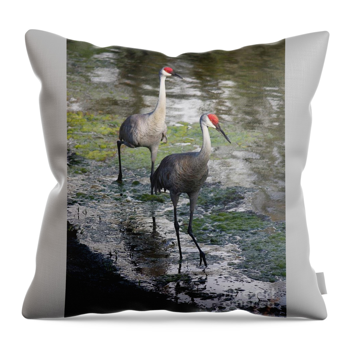 Sandhill Cranes Throw Pillow featuring the photograph Wading Sandhills by Carol Groenen