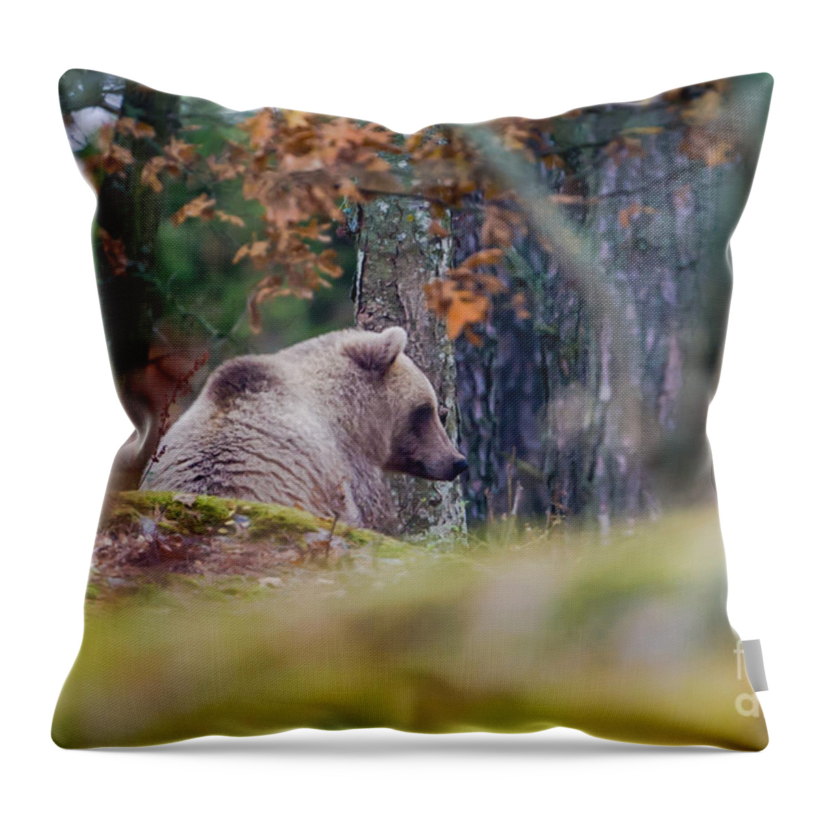Waiting Bear Throw Pillow featuring the photograph Waiting Bear by Torbjorn Swenelius