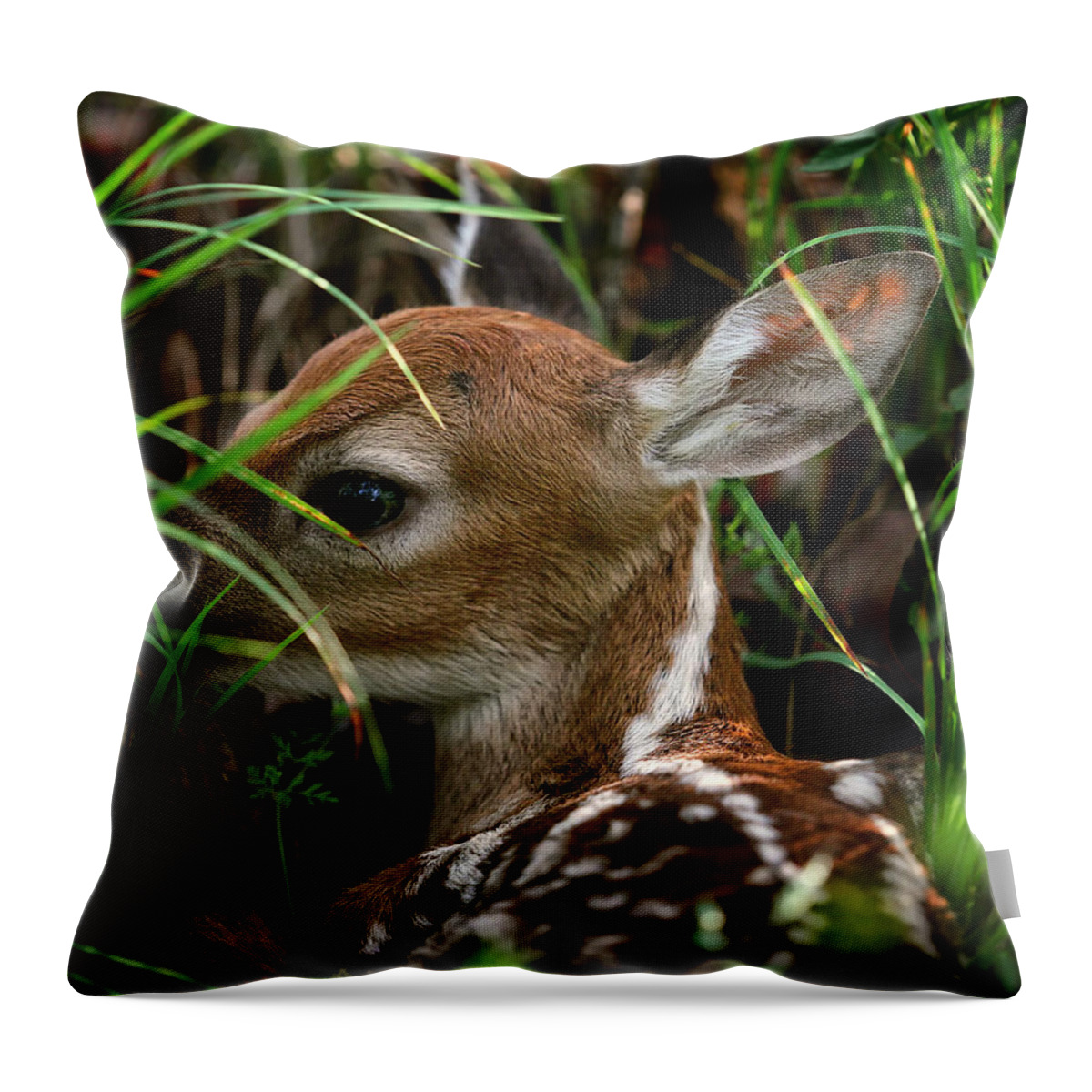 Whitetail Deer Throw Pillow featuring the photograph Waiting Fawn by Michael Dougherty