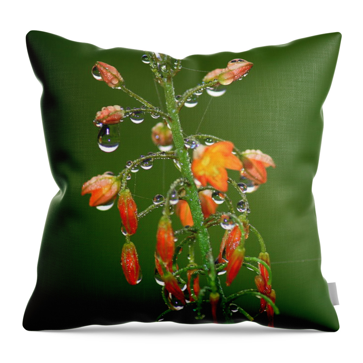 Green And Orange Throw Pillow featuring the photograph Waiting for Sunshine by Carol Groenen