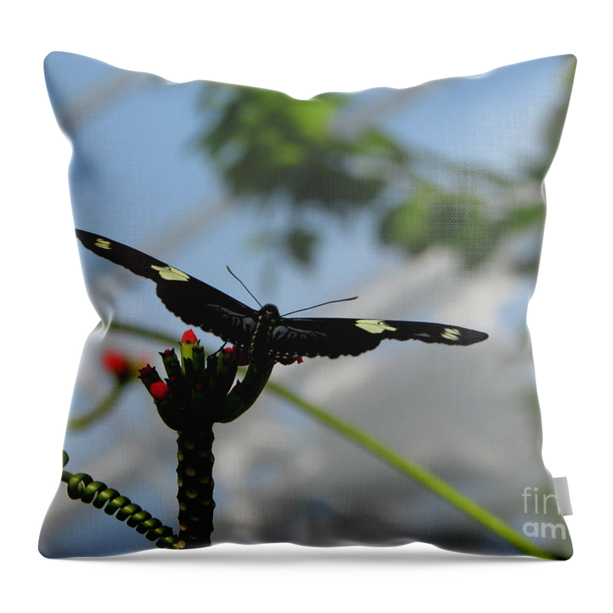Butterfly Throw Pillow featuring the photograph Waiting For Take Off by Michael Krek