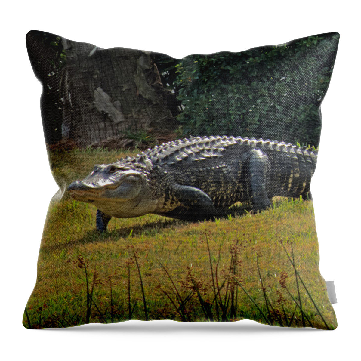 Alligator Throw Pillow featuring the photograph Walking Appetite by T Guy Spencer